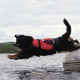 Water Rescue Dog Wearing a Crewsaver Petfloat